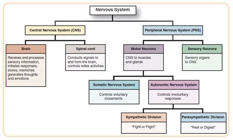 Explain the Different Nervous System Divisions and Functions