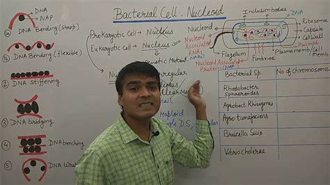 Bacterial cell Nucleoid | Structure of Nucleoid | MCQ on Bactria Cell - YouTube