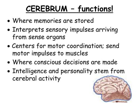 PPT - UNIT 5: Nervous System – part 4 THE HUMAN BRAIN PowerPoint Presentation - ID:2624351