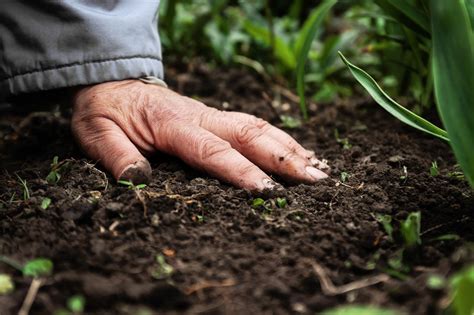 The Difference Between Soil and Dirt – Nature's Path