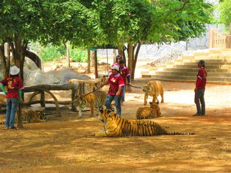 KANCHANABURI, THAILAND - April 25, 2017 Tiger in Tiger Temple Kanchanaburi,Thailand. Editorial ...