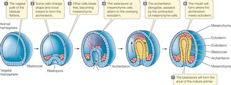 Image result for gastrulation | Brain size, Genetic information, Brain development