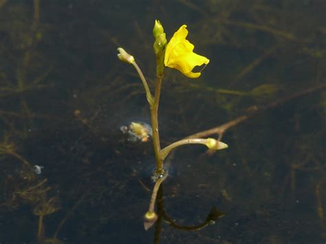 Index of /Plants/Bladderwort_family/