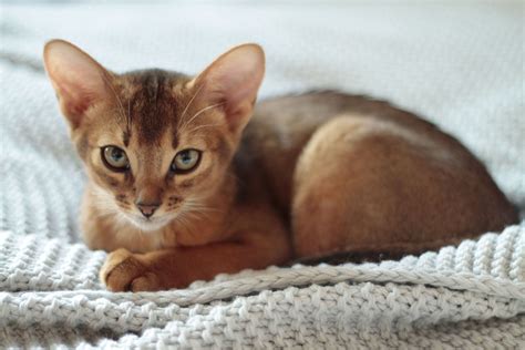 See the Cutest Cat Breeds as Kittens | Reader's Digest