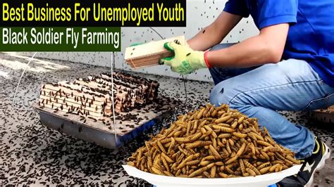 Black Soldier Fly Farming - How to Start Business Black Soldier Fly Larvae Farming - Business ...