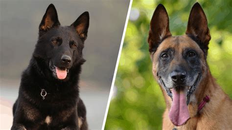 Belgian Malinois Vs German Shepherds - What's The Difference? | DoggOwner