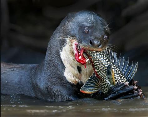 Giant Sea Otter Vs River Otter