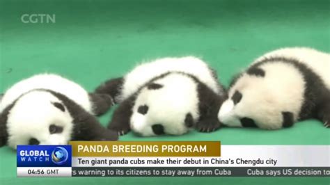 Panda Breeding Program: Ten giant panda cubs make their debut in China ...