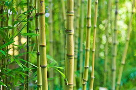 4 variétés de bambou à planter sur son balcon | Pratique.fr