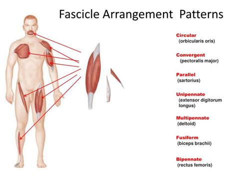 PPT - Fascicle Arrangement Patterns PowerPoint Presentation - ID:2167592