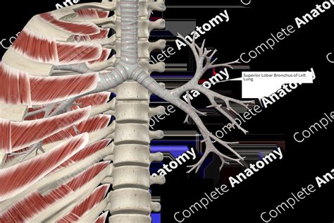 Left Superior Lobar Bronchus | Complete Anatomy