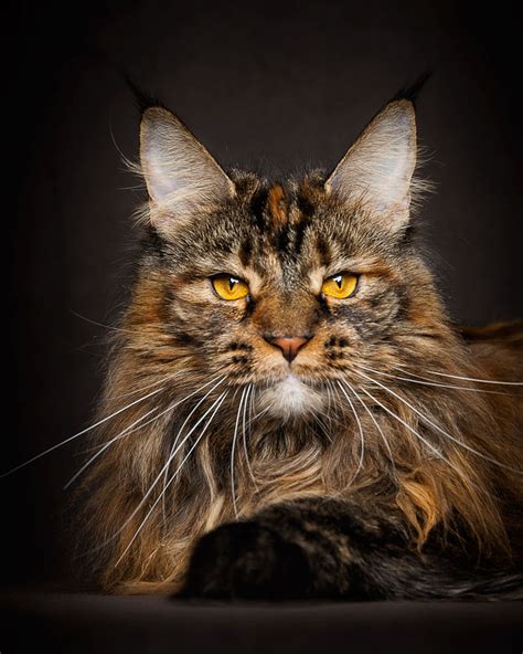 18 Perfect Photographs Of Maine Coons, The Largest Domesticated Cats In The World - Nature And ...