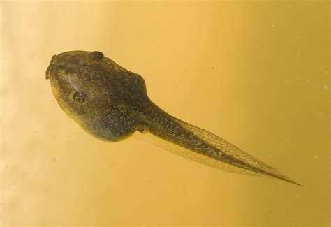 File:Litoria ewingii tadpole.jpg - Wikimedia Commons