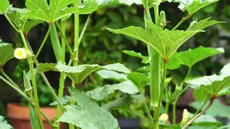 California Gardening: How to grow Okra in Containers – Growing Nombo Giant Okra variety