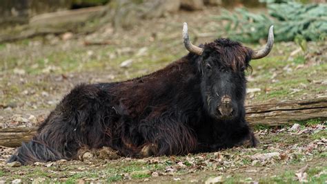 Domestic Yak in zoo 18918385 Stock Photo at Vecteezy