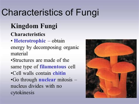 Examples Of Kingdom Fungi Organisms