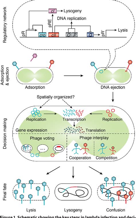 Figure 1 from High-resolution studies of lysis–lysogeny decision-making in bacteriophage lambda ...