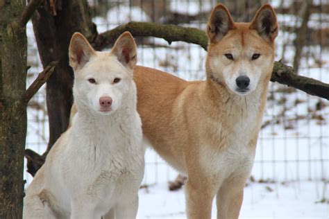 Where Can You Find Dingoes In Australia