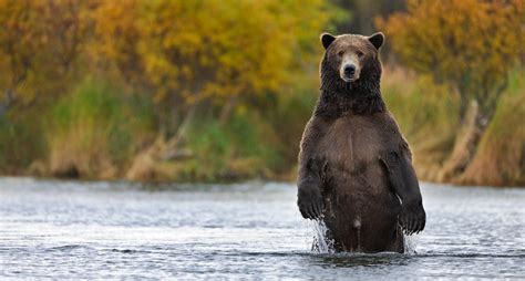 Grizzly bear photo, standing upright, Katmai National Park, Alaska.