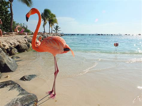 Visit the Flamingo Beach at Renaissance Aruba | Elizabeth's Kitchen Diary