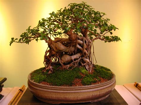 Am I a Bonsaist? - Bonsai Outlet