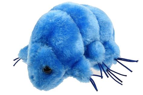 Waterbear (Tardigrade)