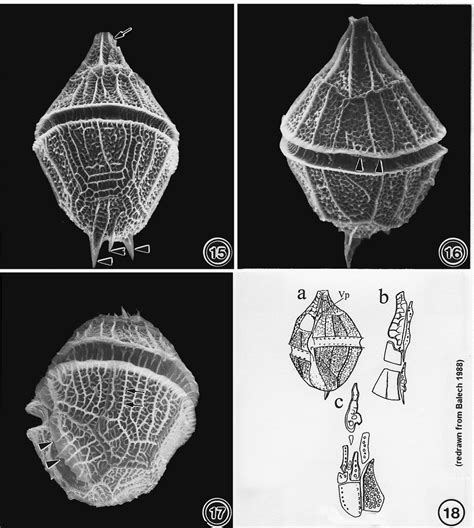 Morphology of Gonyaulax polygramma cosmopolitan oceanic, red-tide ...