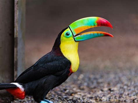 Toucan Bird wallpaper | 1400x1050 | #59197