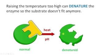 Denatured Enzyme