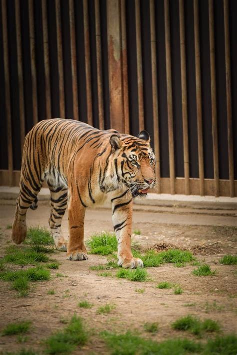 Asian Tiger is Going in Zoo Habitat. Stock Image - Image of lion ...