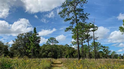 Cypress Creek Nature Preserve – Florida Hikes