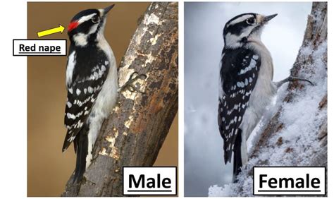 8 Types of Woodpeckers Found in Alberta! (2024) - Bird Watching HQ