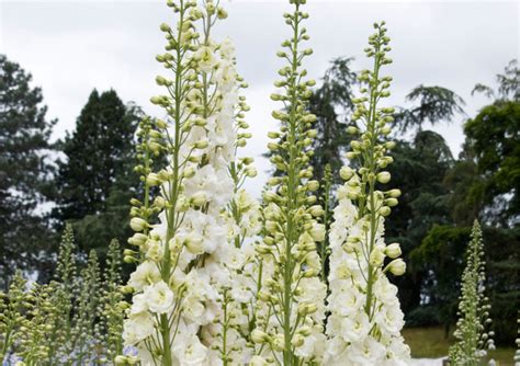 20 Delphinium Types With Advice From RHS Gold Medalist Graham Austin | Horticulture Magazine