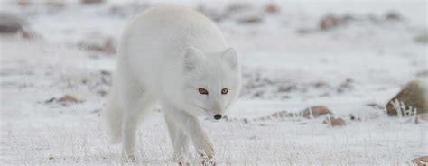 10 Fun Facts About The Arctic Fox | Arctic Kingdom