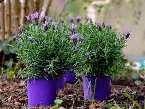 Can Potted Lavender Survive Frost at karagdavenport blog