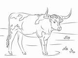 Longhorn Cow Coloring Page  Free Printable Pages For Kids sketch template