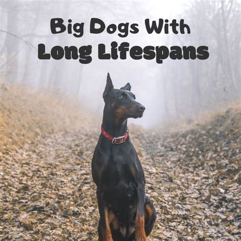 4 Great, Large Dog Breeds With a Long Life Expectancy - PetHelpful