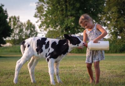 How To Naturally Treat and prevent Scours in Calves