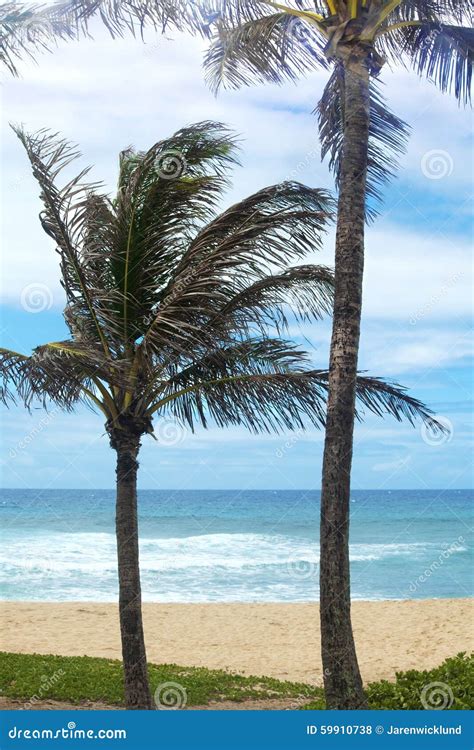 Coconut Trees on a Hawaiian Beach Stock Photo - Image of waves, hawaii: 59910738