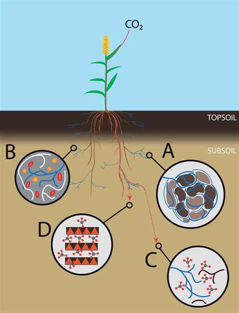 Frontiers | Subsoil Arbuscular Mycorrhizal Fungi for Sustainability and ...
