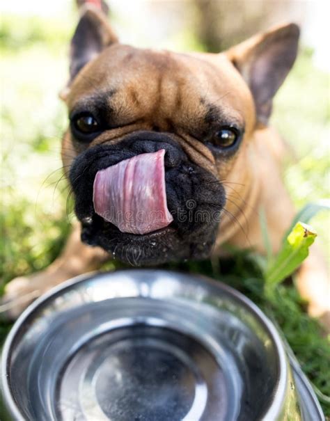 Dog Drinking Water from a Bowl Outdoors Stock Image - Image of nature ...