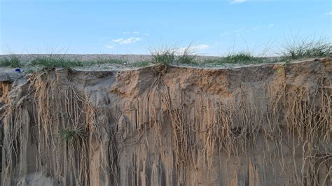 It's crazy how tiny desert plants have giant roots : r/Kuwait