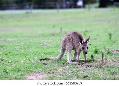 Baby Kangaroo Australia Stock Photo 661580959 | Shutterstock