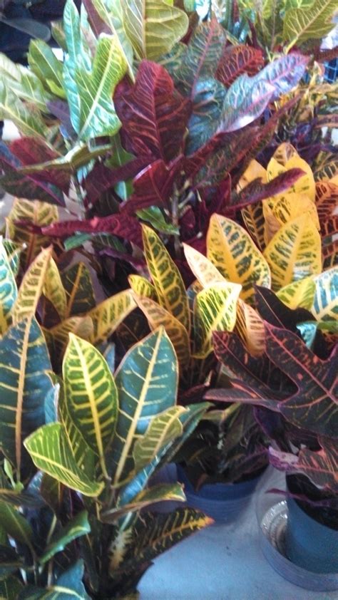 'Croton' Houseplants -easy/longlasting/great way to add fall color ...