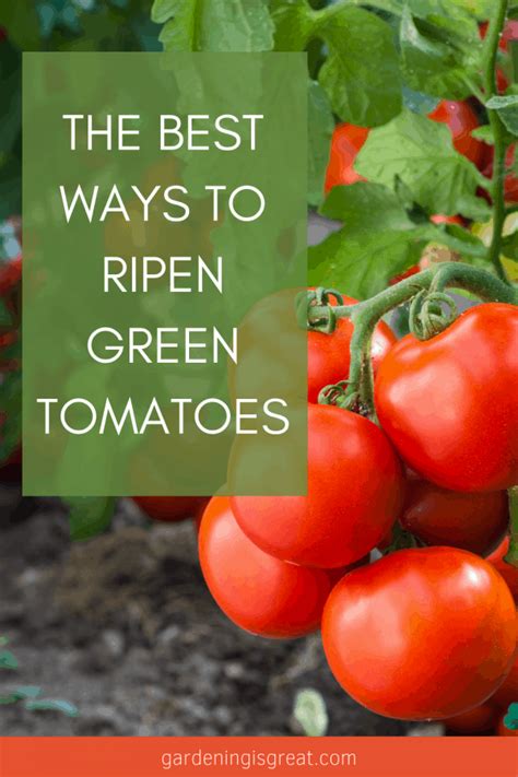 The Best Ways to Ripen Green Tomatoes | Gardening is Great