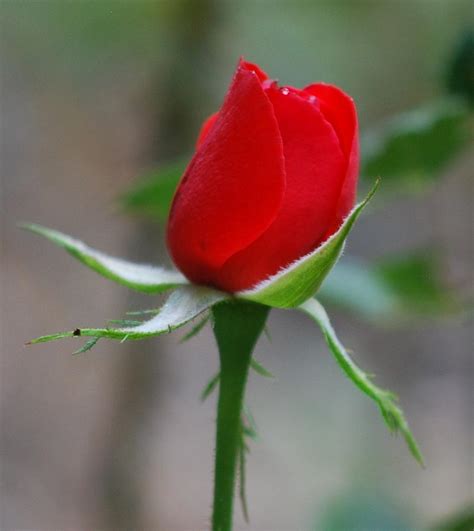 Red Rose Bud Photograph by Jo Ann Gard