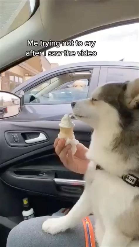 My puppy loves to eat ice cream 🍦 😋 😍 | Funny animal videos, Cute animals, Funny animals