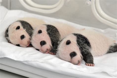 24 Ridiculously Cute Photos Of Baby Pandas That Will Instantly Make ...