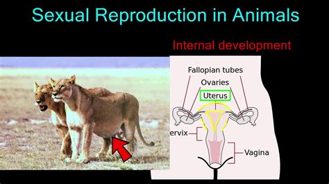 Sexual Reproduction In Animals