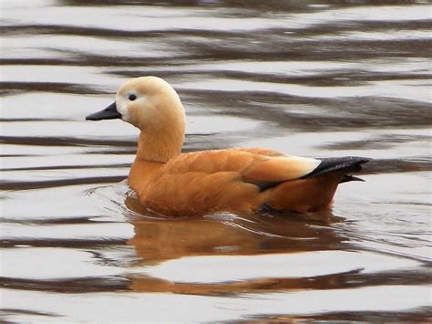 Anatidae - Ducks, Geese and Swans - BRITISH NATURE GUIDE